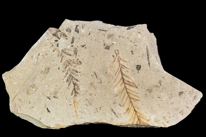 Metasequoia Fossil Plate - Cache Creek, BC #110892